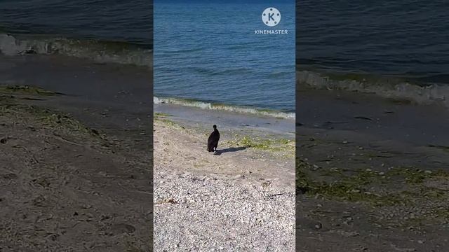 Баклан идёт купаться