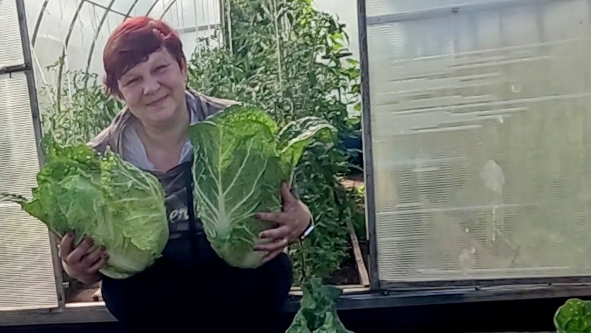 Сеем Пекинку на осенний сбор!! Какие сорта выбрать, чтобы получить отличный урожай!! смотреть онлайн