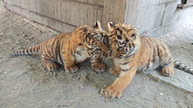 Тигрята в Барнаульском зоопарке смотреть онлайн