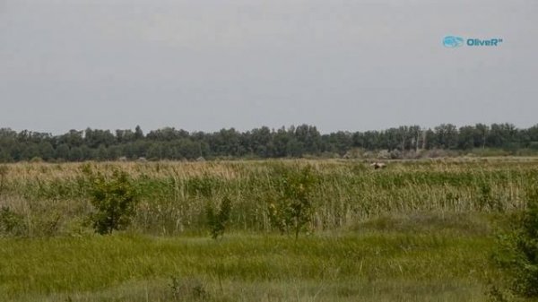 Кинель. Юго Запад.