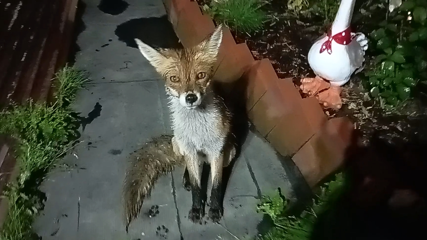 (1055) Лиса приходит в гости. Июль 2025 смотреть онлайн