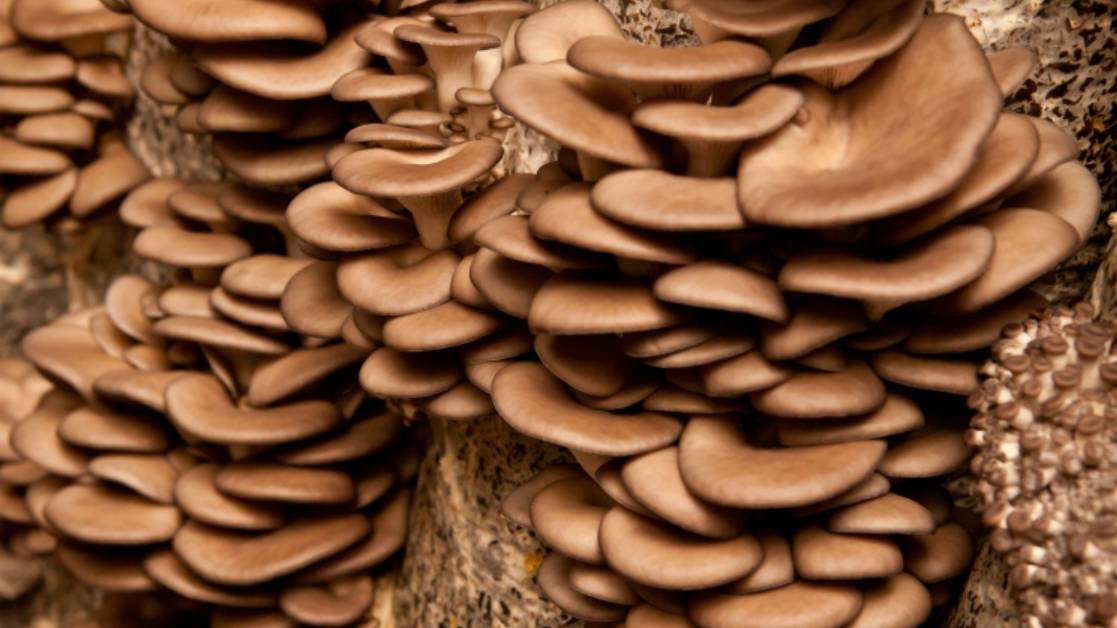 Выращивание грибов вешенка. Бизнес идея в гараже или подвале. смотреть онлайн