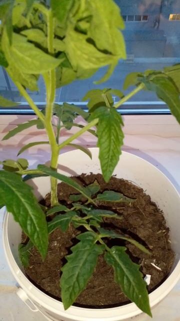 Срочно ❗️ ЗАМОРОЗКИ! Как спасти рассаду и посадки ДО и ПОСЛЕ ⚠️ #сад