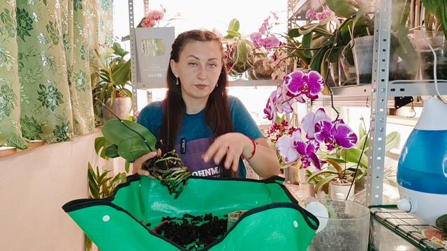 Правильная пересадка орхидеи смотреть онлайн