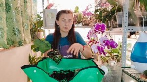 Правильная пересадка орхидеи