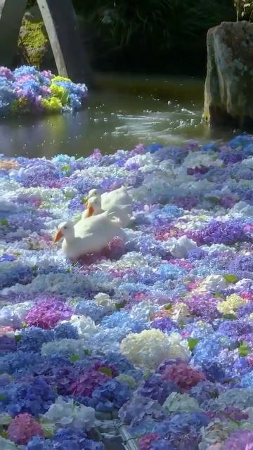 В Японии утки прогуливаются по гортензиям. смотреть онлайн