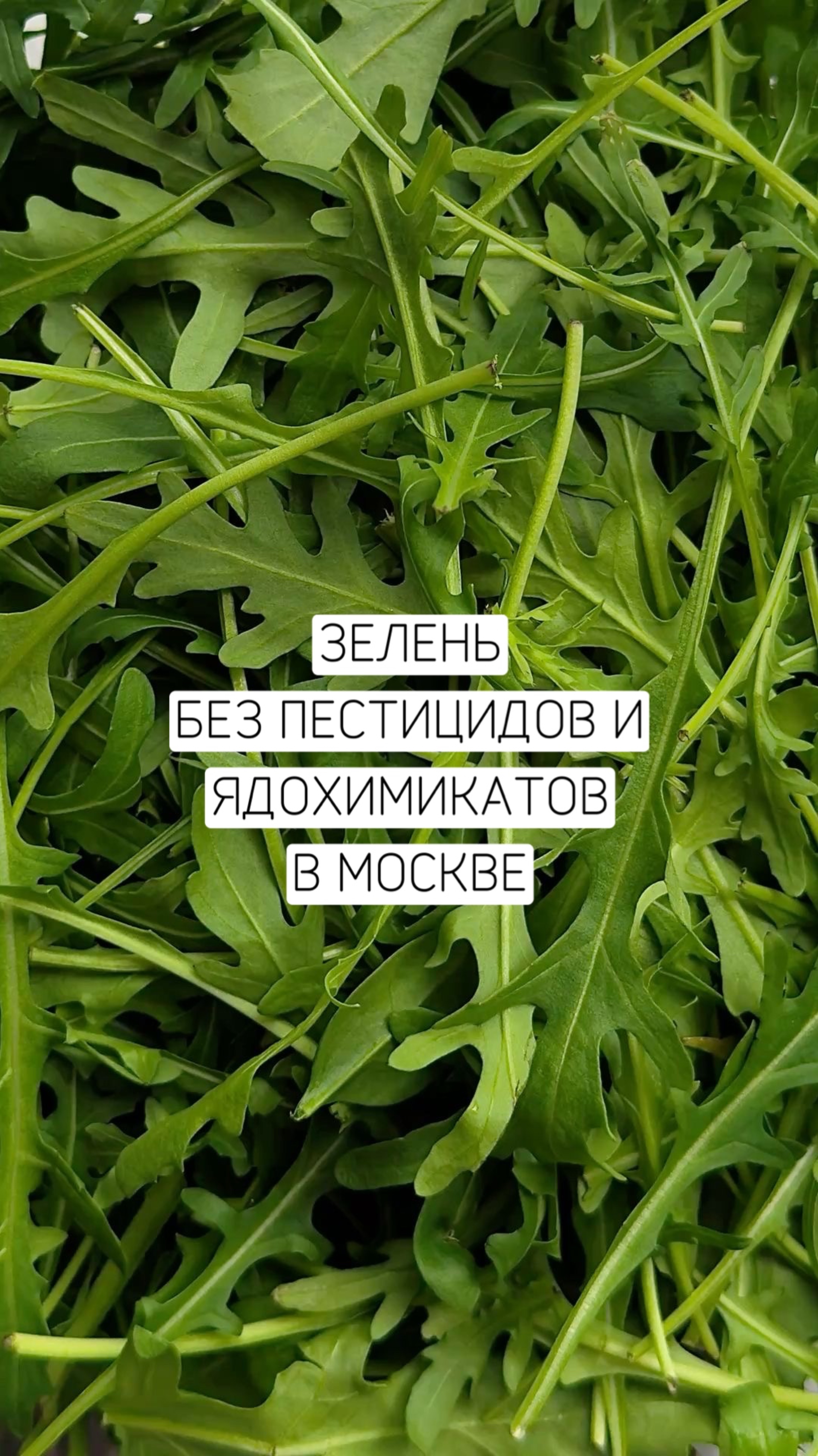 Зелень без пестицидов в Москве