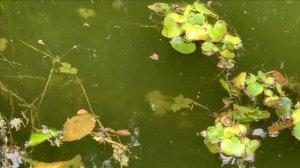 Пруд...текущее