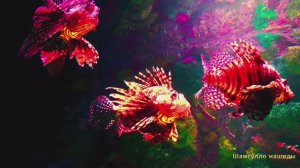 Коран сура  Юнус  видео 4к Миншави -Minshawiy