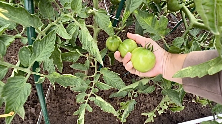 Открытый грунт. Сбор зеленых томатов смотреть онлайн