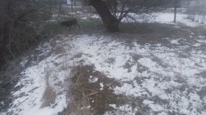 Пёс 2 серия 4 сезон  зимняя охота