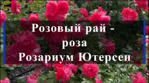 Розовый рай - роза Розариум Ютерсен