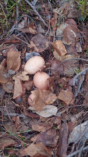 Нашёл гнездо глухарки