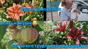 Переезд из Сибири на юг. Купили дом на юге. Наслаждаемся южной жизнью. 💖