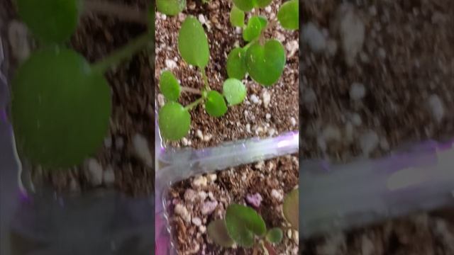 Мои дивные сеянцы фиалок!