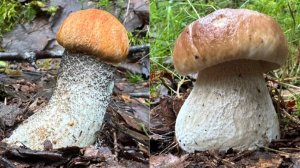 ГРИБНИК ЗАШЕЛ В ЕЛЬНИК И НАБРАЛ БЛАГОРОДНЫХ ГРИБОВ! БЕЛЫЕ ГРИБЫ И ПОДОСИНОВИКИ | ТИХАЯ ОХОТА 2025