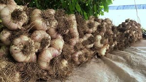 Посадили 10 головок ЧЕСНОКА - выкопали 80! ЭКСПЕРИМЕНТ УДАЛСЯ!