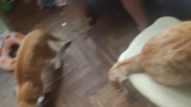 дочь сделала новую игрушку котикам.mp4 смотреть онлайн