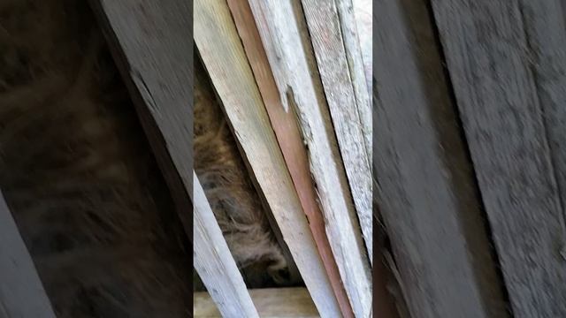 VID_20250702_130112.mp4