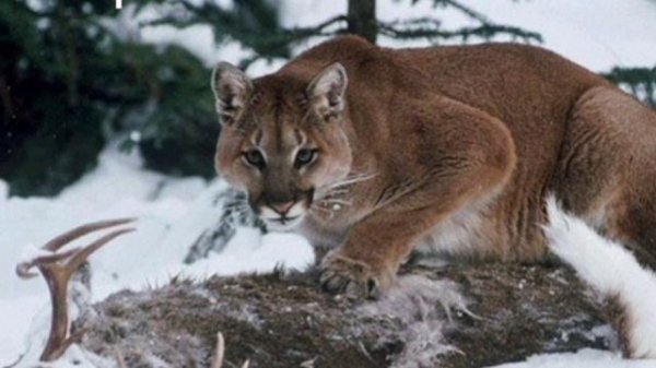 Флоридская пума