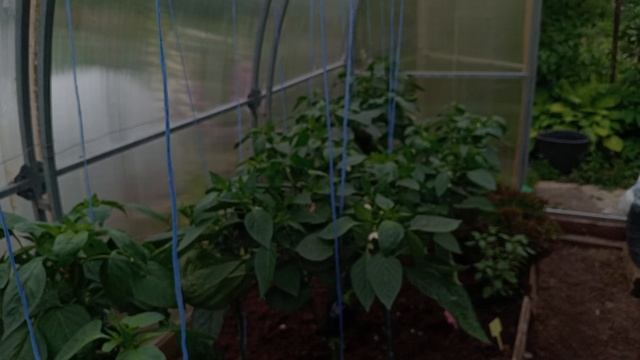 ИЮЛЬ. В ТЕПЛИЦЕ НЕВЕСЕЛО. смотреть онлайн