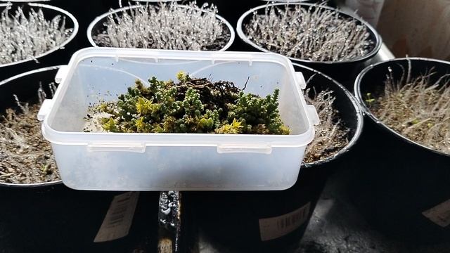 Новая поливалка для нежных сеянцев смотреть онлайн