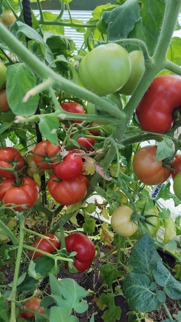 МАМОНТЕНОК ЧАСТЬ 2 смотреть онлайн