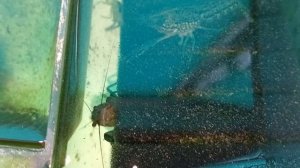 Мраморные раки 02-07-2025