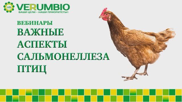Важные аспекты сальмонеллеза птиц