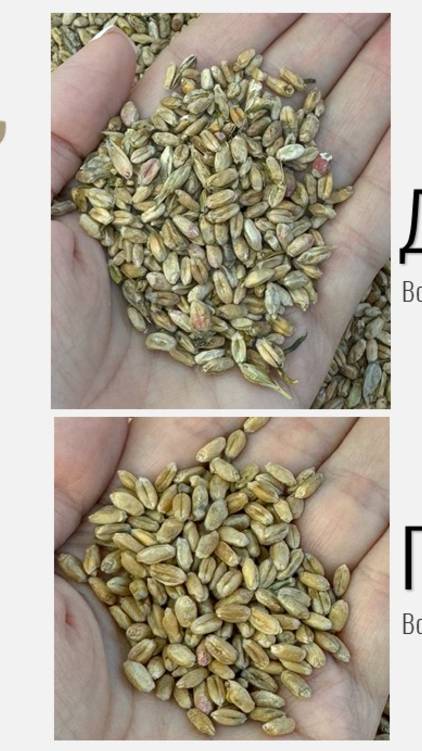 Калибровка и очистка проросшей пшеницы