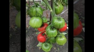 ЗНАМЕНИТАЯ СЕРИЯ - МИНУСИНСКИЕ ТОМАТЫ
СОРТ МИНУСИНСКИЕ ЛАПТИ