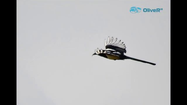 Одиночка ПВД Узюковский лес 2021г сентябрь смотреть онлайн