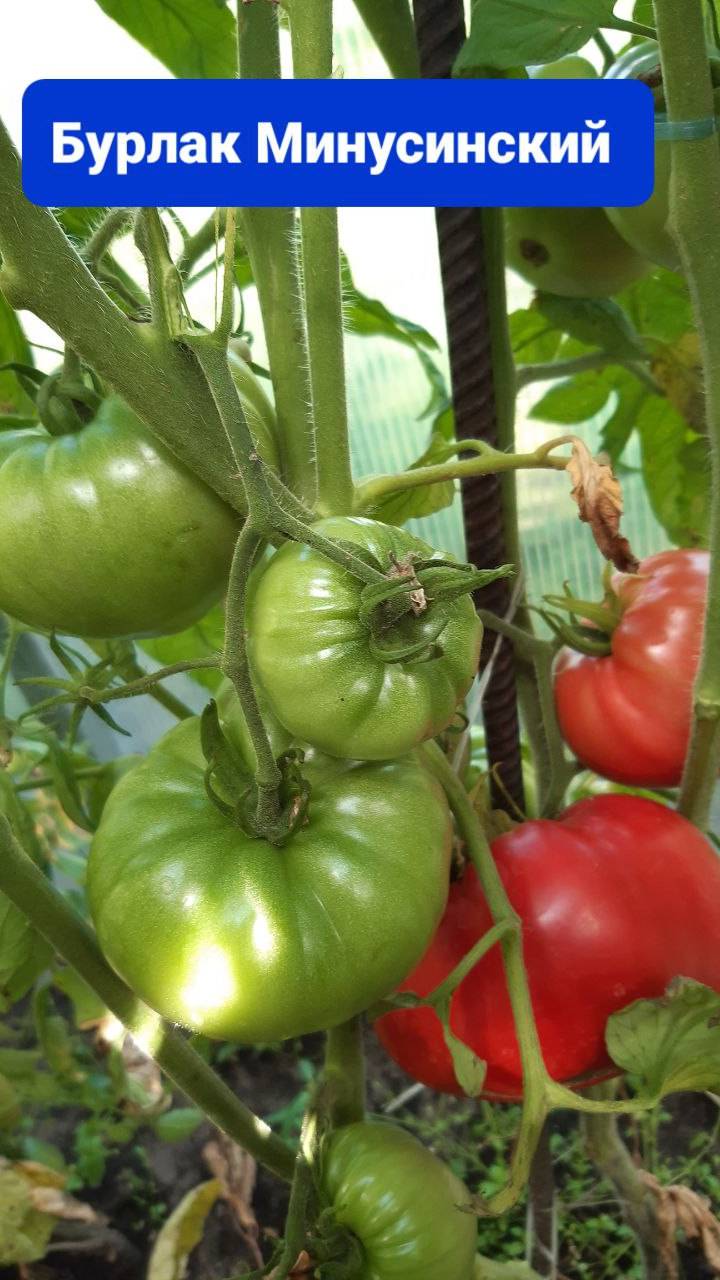 ЗНАМЕНИТАЯ СЕРИЯ МИНУСИНСКИЕ ТОМАТЫ - СОРТ БУРЛАК МИНУСИНСКИЙ смотреть онлайн