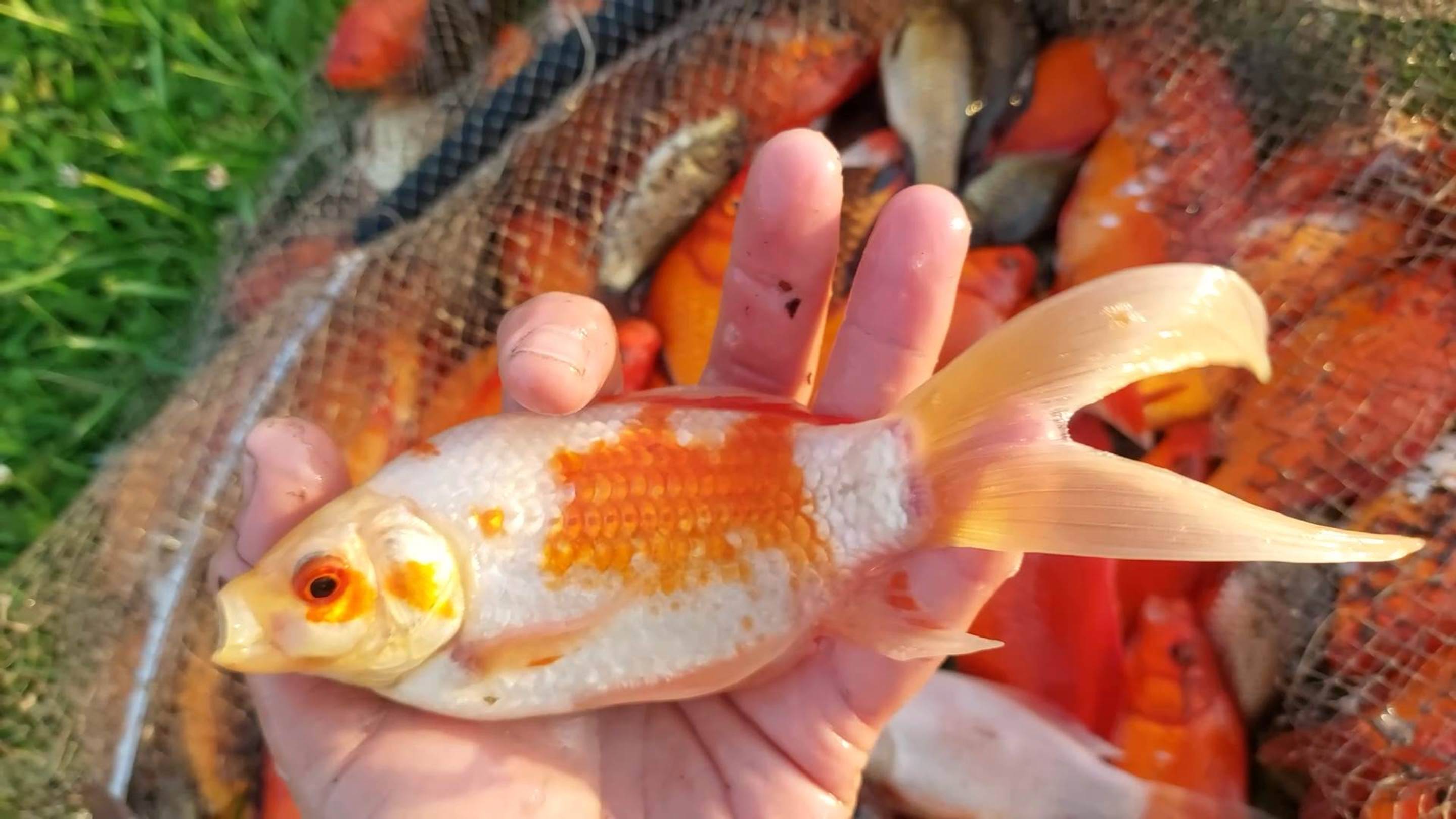 Запускаем золотых рыбок в пруды Калининграда