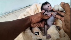 Первый день новорождённого найдёныша  в доме усыновителя  (с ... 1000018851.mp4