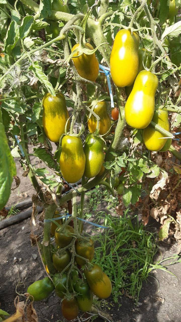 ТОМАТ ЗЕЛЕНЫЙ КУЗНЕЧИК - РАННИЙ, НЕПРИХОТЛИВЫЙ, ВКУСНЫЙ смотреть онлайн