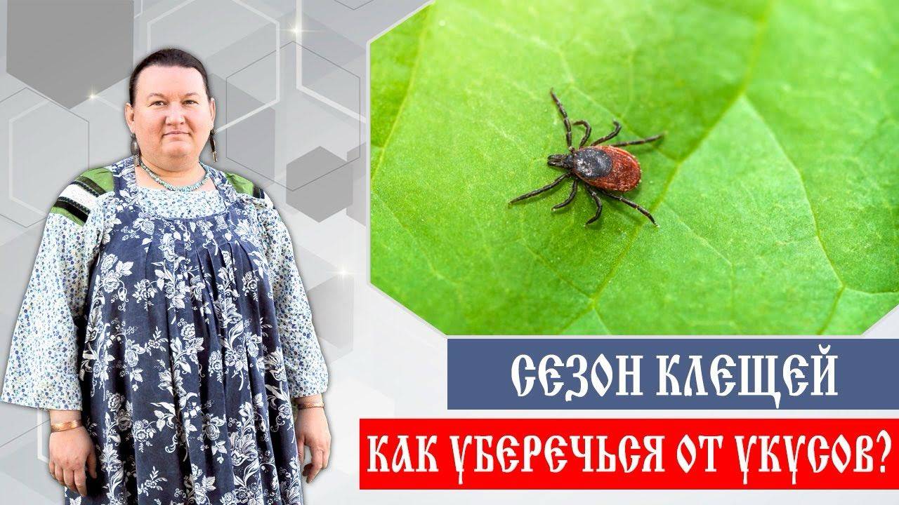 Сезон клещей | Как уберечься от укусов | Арина Никитина смотреть онлайн
