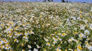 Донские просторы. Поля и степи Ростовской области.