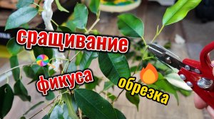 Как обрезать Фикус Бенджамина