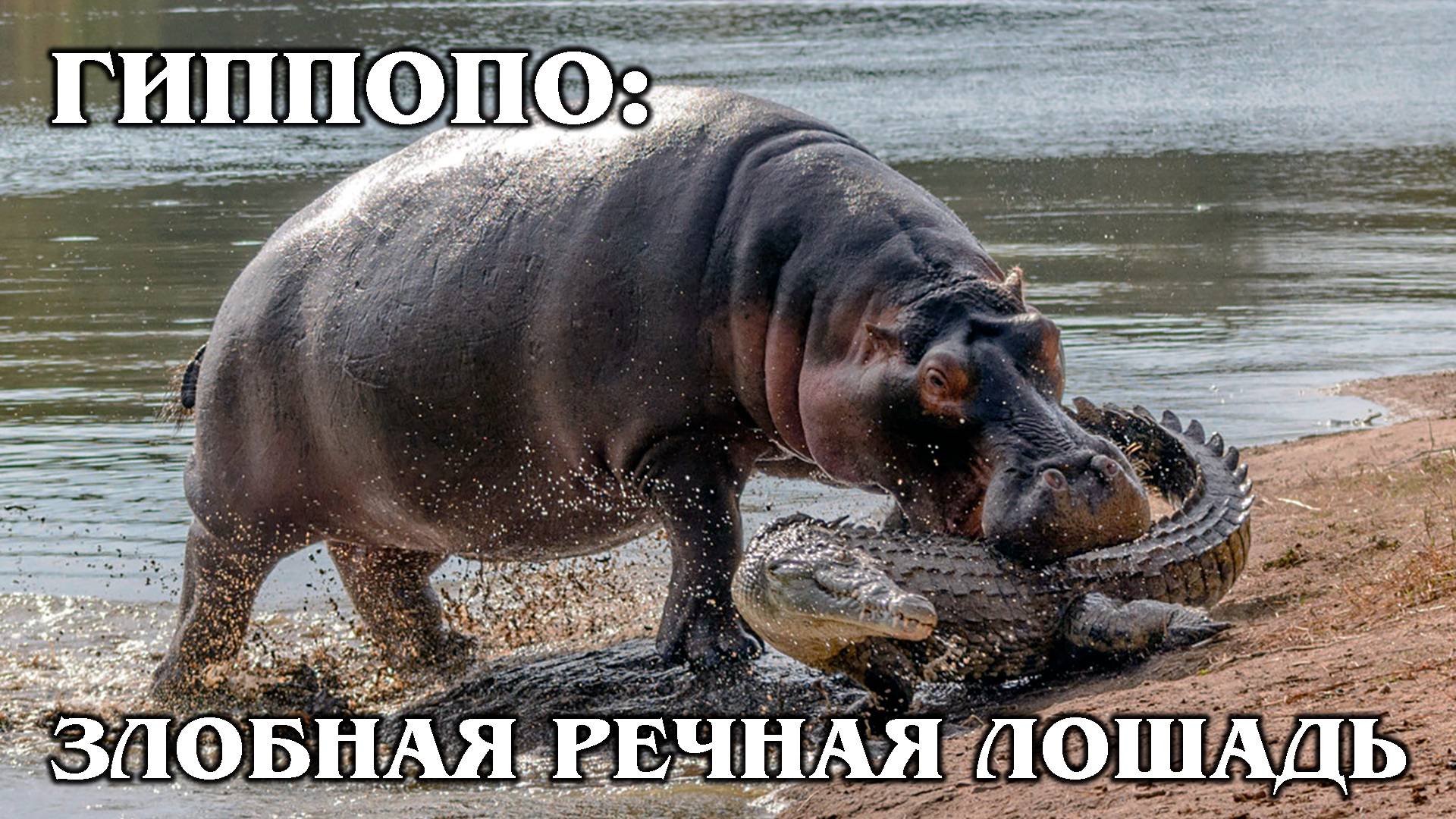 Бегемот: Речной Властелин | Интересные факты про бегемотов смотреть онлайн