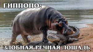 Бегемот: Речной Властелин | Интересные факты про бегемотов