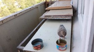 Этот птенец был больной, его чуть не убили голуби...