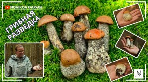 Грибная разведка 2 июля 2025. Всеволожский район.