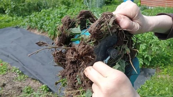 Аккумуляторный культиватор-пропольник.