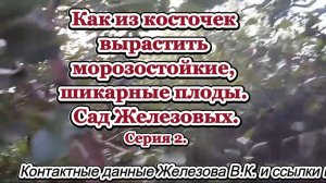 Как из косточек вырастить морозостойкие, шикарные плоды. Сад Железовых. Серия 2.