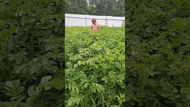 Мутанты на огороде 🤣