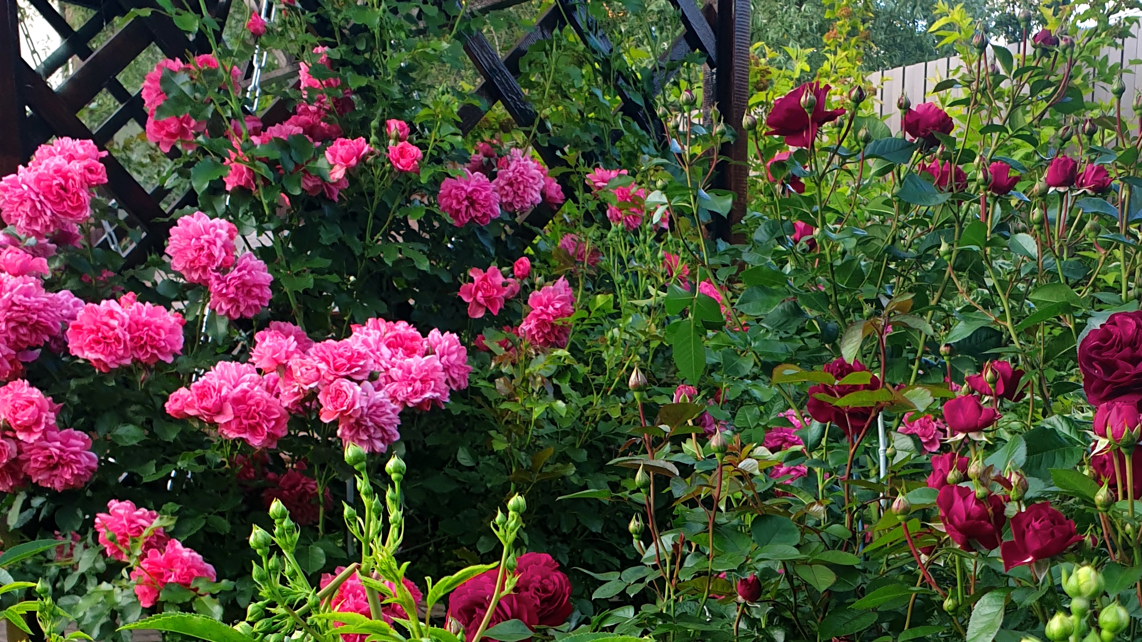 Цветение розы Розариум Ютерсен. Подмосковье июнь 2025 г. смотреть онлайн