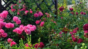 Цветение розы Розариум Ютерсен. Подмосковье июнь 2025 г.