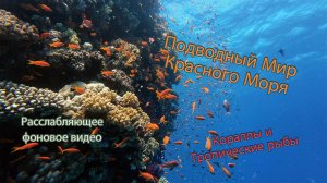 Подводный Мир Красного Моря. Кораллы и Тропические рыбы