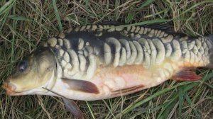 Рыбалка на карпа. хороший клев хорошей рыбы